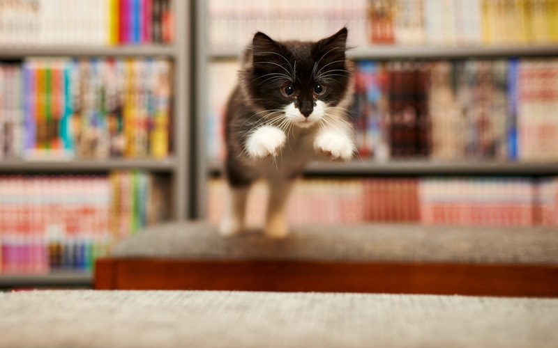 domestic, one animal, black, shelf, domestic cat, book, 2K, no people, whisker, kitten, feline, animals, cat, white, mammal, portrait, jumping, looking at camera