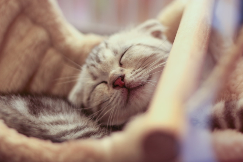 animal, kitten, domestic Cat, smile, close, pets, cat, young Animal, sleeping, soft focus, cute, canon eos 60d, domestic Animals, close up, pretty, feline