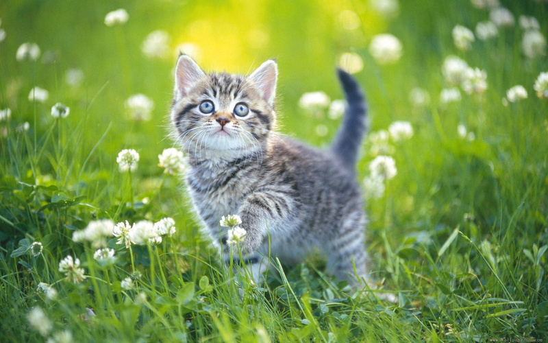 Animal, Cat, Cats, 2K, Baby Animal, Grass, Spring, Kitten