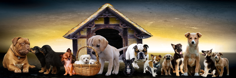dogs, banner, dog family, basket, rottweiler, mammal, 5K, cohesion, terrier, animals, art and craft, bulldog, dog kennel, sky, outdoors, building, friends