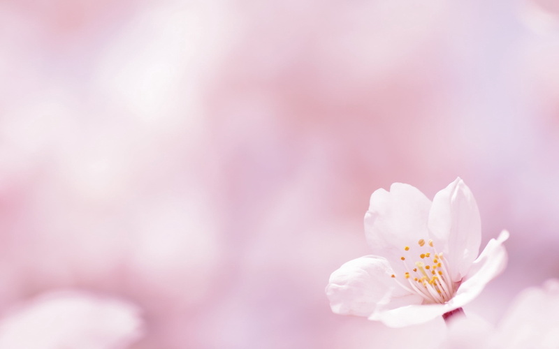 copy space, single Flower, day, petal, purple, flowering plant, defocused, pink Color, season, inflorescence, new Life, fragility, freshness, pollen, japan