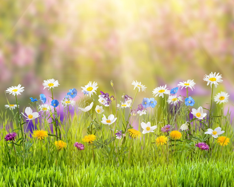 summer, glare, daisies, rain, cornflowers, flowers, 4K, buttercups, nature, lilies, dandelions, blue, white, bokeh, the suns rays, yellow, grass, poppies