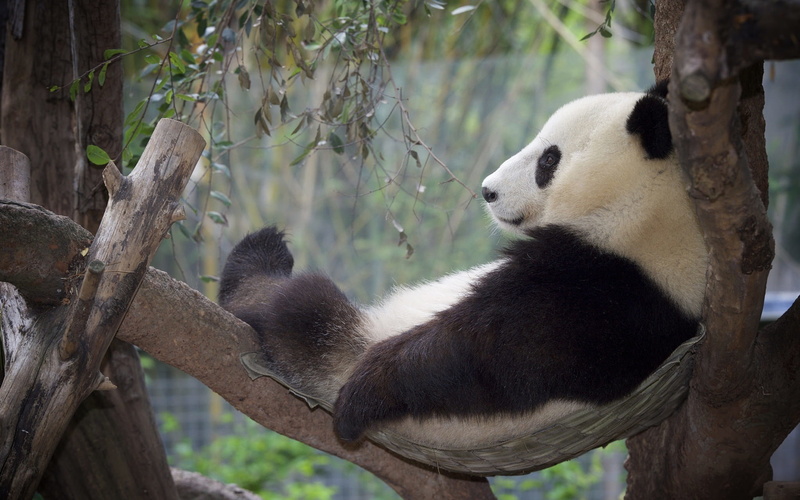 Relaxation, Rest, Tree, Panda, 1080P