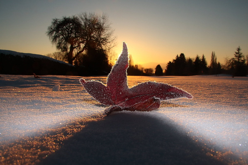 leaf, snowfield, silhouette, 1080P, macro, Canon EF-S, S 15, snow, f/3.5, red, ryan, Morning, shot, Canon  40D, USM, EOS, red leaf, sunrise, macro shot