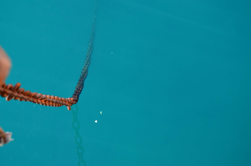 outdoors, one person, 4K, turquoise colored, sport, animal, amateur, day, swimming, blue, underwater, animal wildlife, leisure activity, lifestyles, rope