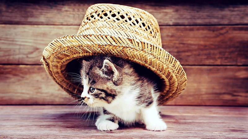 cat, kitten, kitty, hat, 1080P, straw hat