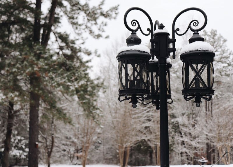 plant, gas light, snow, low angle view, vertebrate, bird, no people, post, 2K, electric lamp, wrought iron, lamp, near, trees, day, world, street light