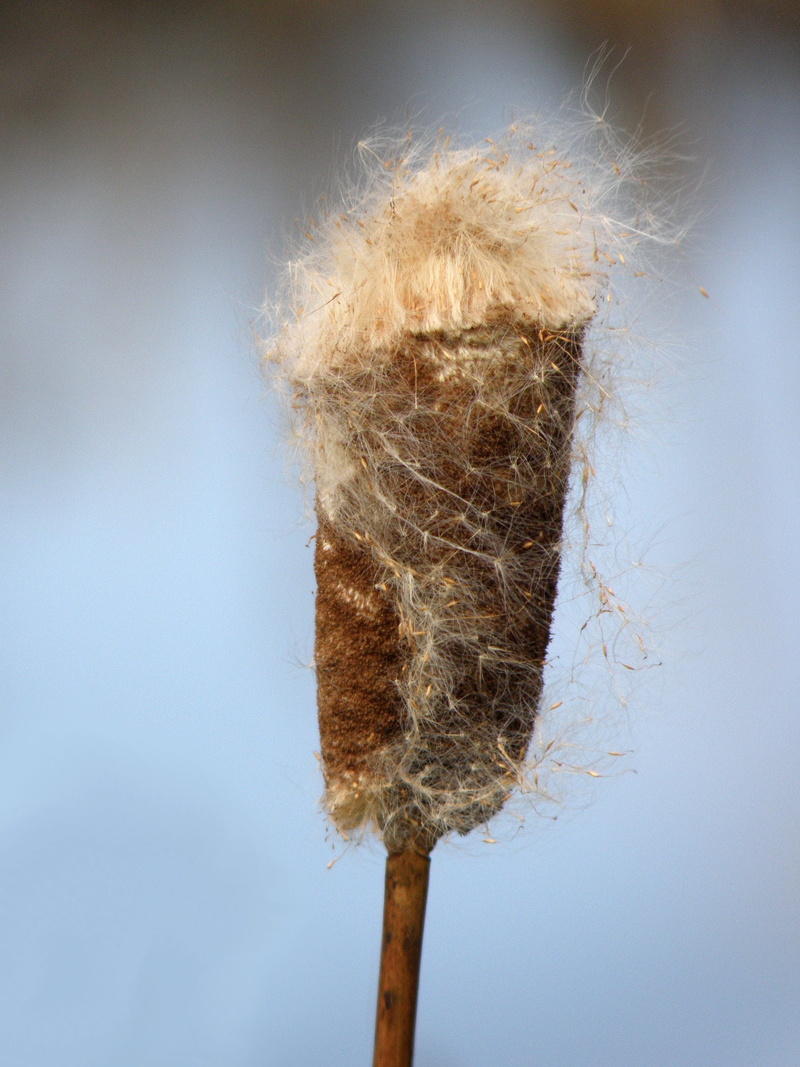 invertebrate, simplicity, desktop, colored background, plant, studio shot, downy, blue, nature, tied up, no people, dry, broom, hair, single object, low angle view