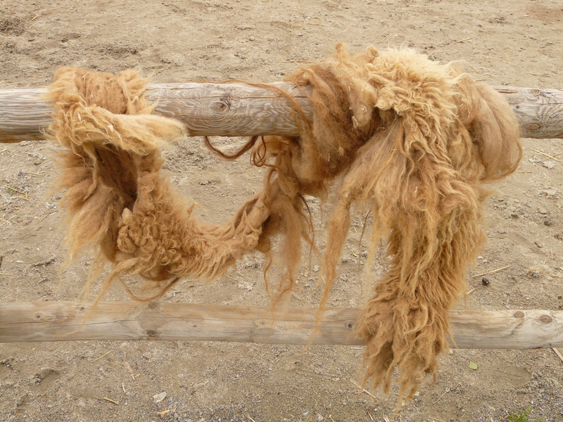 beach, no people, camel coat, herbivorous, Coat, Fur, day, animals And Pets, brown, land, pets, close-up, wuschelig, nature, animal themes, slice breezes