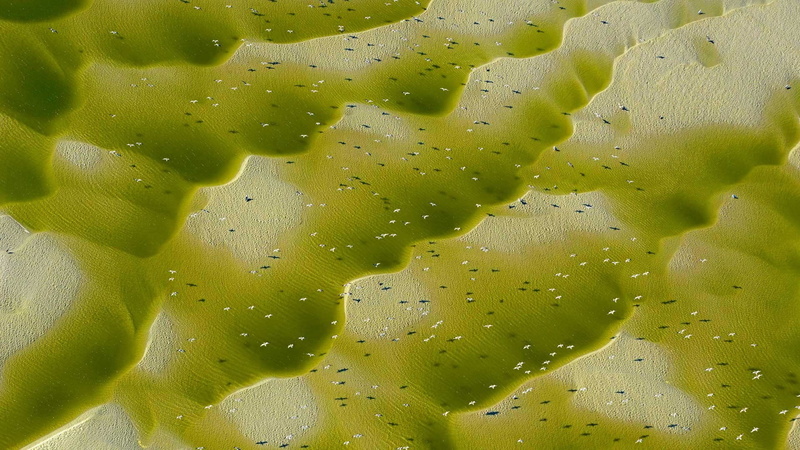 nature, birds, Bing, animals, 2017 (Year), 1080P, aerial view