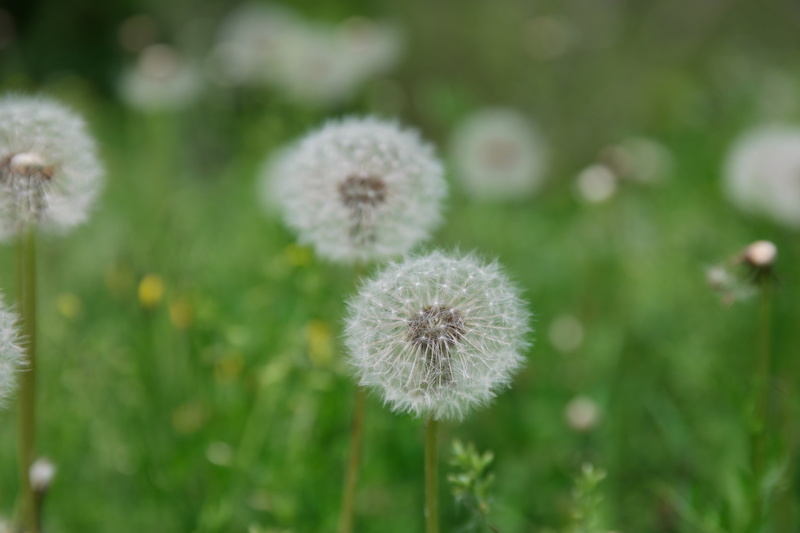 softness, beauty in nature, freshness, outdoors, flowers, seeds, springtime, plant, obsession, flowering plant, plants, dandelion seed, white color, plant stem