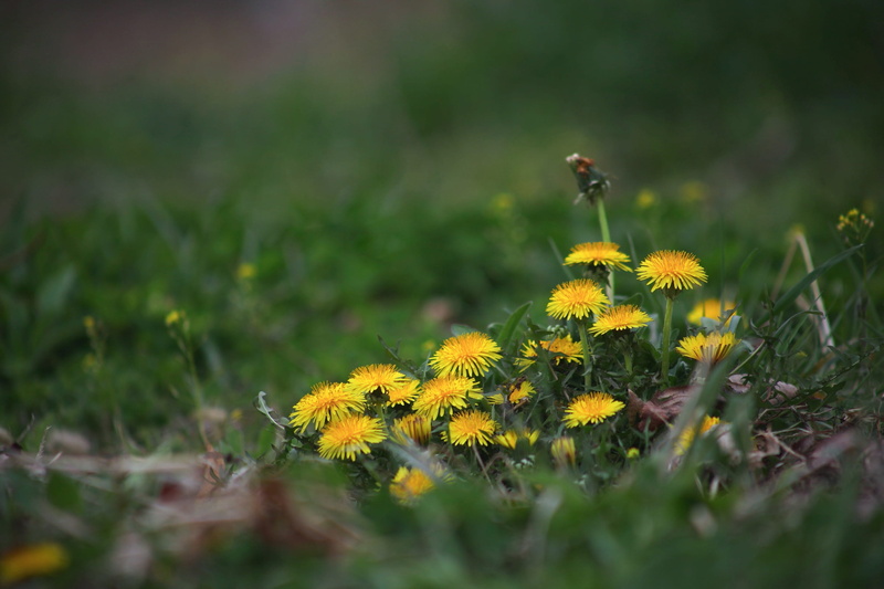 selective focus, yellow, plant, spring, flower, wildflower, flowers, growth, day, close-up, no people, petal, grass, nature, flower head, field, freshness