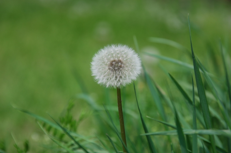 freshness, grass, flower, Plants, field, Pool, outdoors, beauty in nature, dandelion, inflorescence, flowering plant, vulnerability, flower head, nature