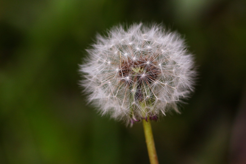 focus on foreground, flowers, soft, softness, dandelion seed, plant stem, flower, wildflower, growth, springtime, 1080P, republic of korea, plant, no people