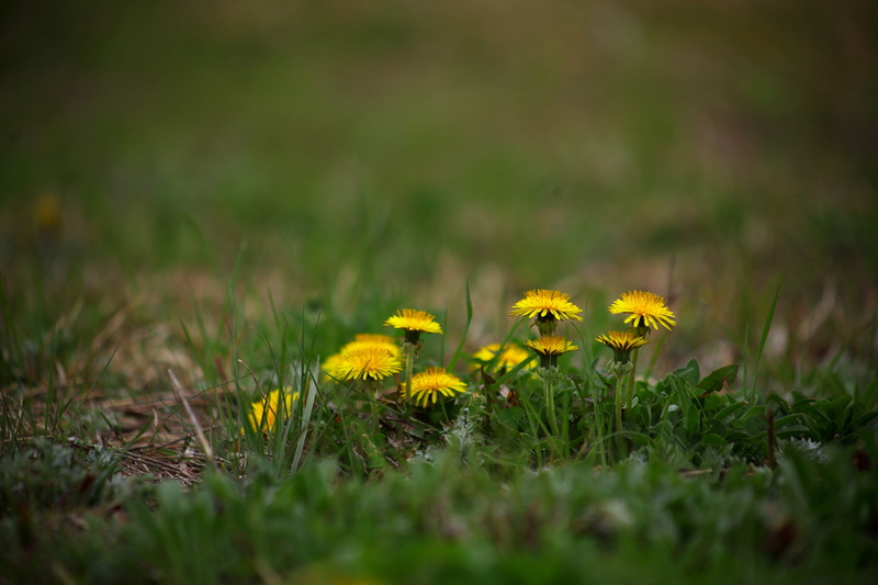 wildflower, nature, korea, flowers, spring flowers, flower, day, flower head, republic of korea, 5K, spring, inflorescence, obsession, growth, no people