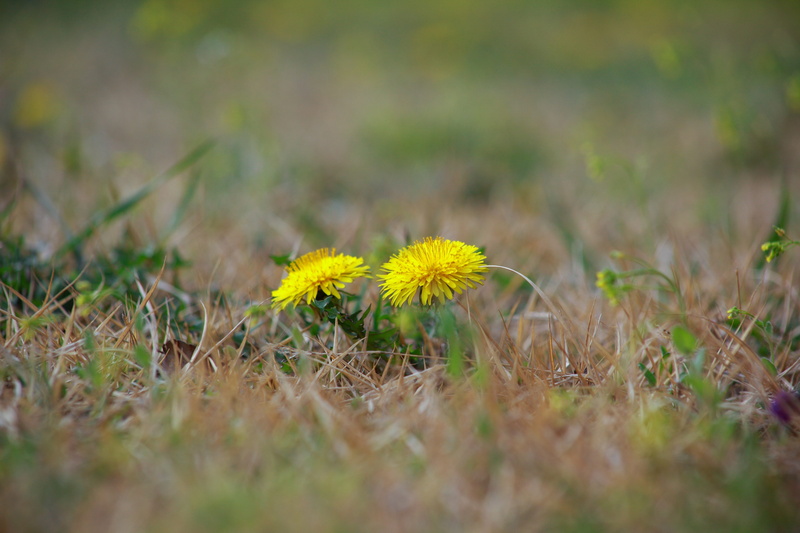 plants, obsession, beauty in nature, nature, photography, flowering plant, outdoors, grass, vulnerability, selective focus, 5K, no people, petaled, spring