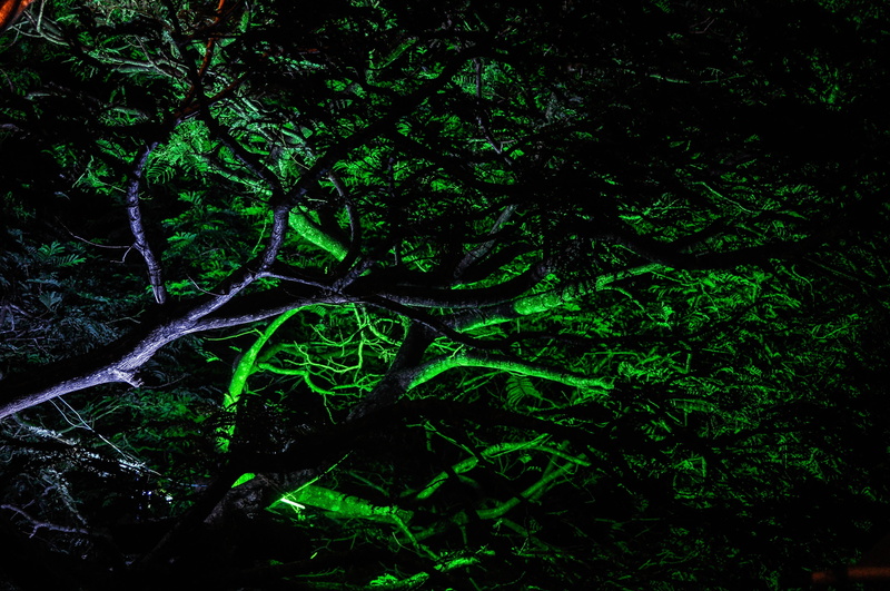 4K, light, day, growth, no people, plant, rainforest, hooters, woodland, land, branch, non-urban scene, clean, obsession, air, beauty in nature, hub, lush foliage