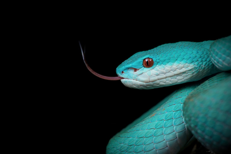the dark background, sting, 1080P, snake, black background
