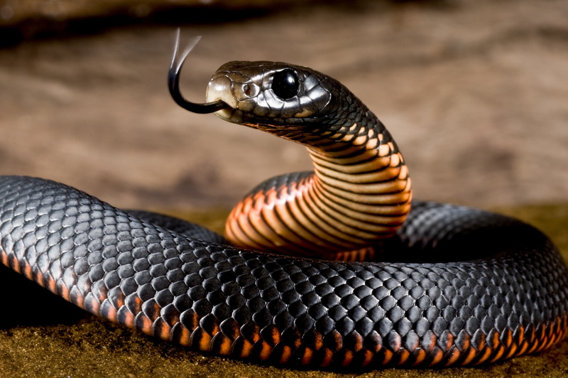 Snake, mamba, Belly, Black, 2K, Red, Language