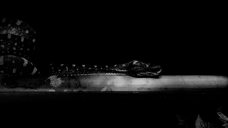 leaves, animal body part, crocodile, water, wood - material, vertebrate, monochrome, animals, animal, wood, no people, dark, nature, snake, animals in the wild