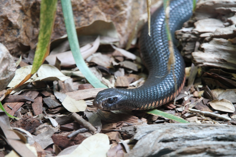 5K, threatening, plant part, Inland Taipan, day, leaf, one animal, close-up, warning sign, vertebrate, animal scale, animal wildlife, sign, animals in the wild