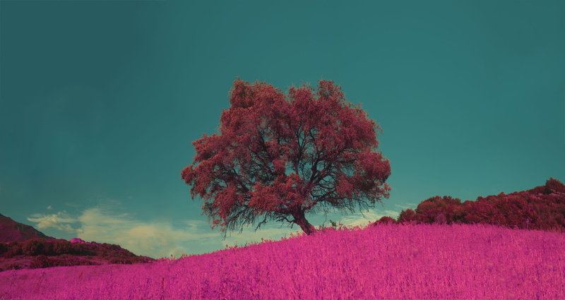 outdoors, day, leafed, no people, landscape, grass, purple, blue, growth, surreal, leaves, natura, mountain, panorama landscape, relaxing, nature, color