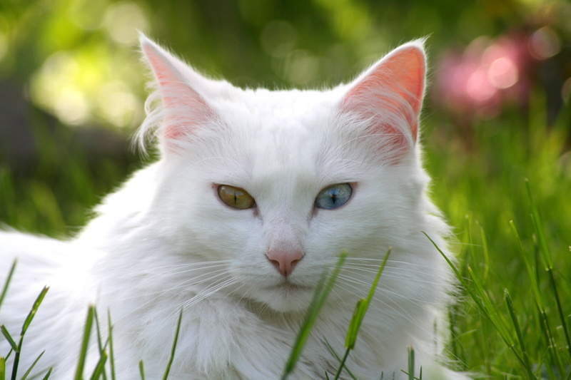 looking at camera, lawn, eyed, white, mammal, white color, domestic animals, vertebrate, feline, different eyes, whisker, domestic cat, domestic, animal
