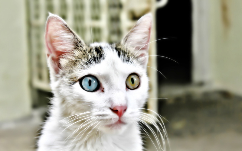 outdoors, looking, cute, mammal, no people, whisker, feline, gray, heterochromia, animal themes, animals And Pets, animal Eye, curiosity, close-up, young Animal