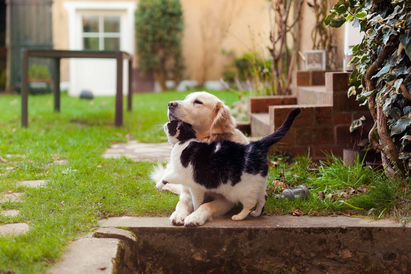 black, spotted, 4K, golden, odd, friends, retriever, bromance, animal, dog, cat, outdoor, friendship, white, garden