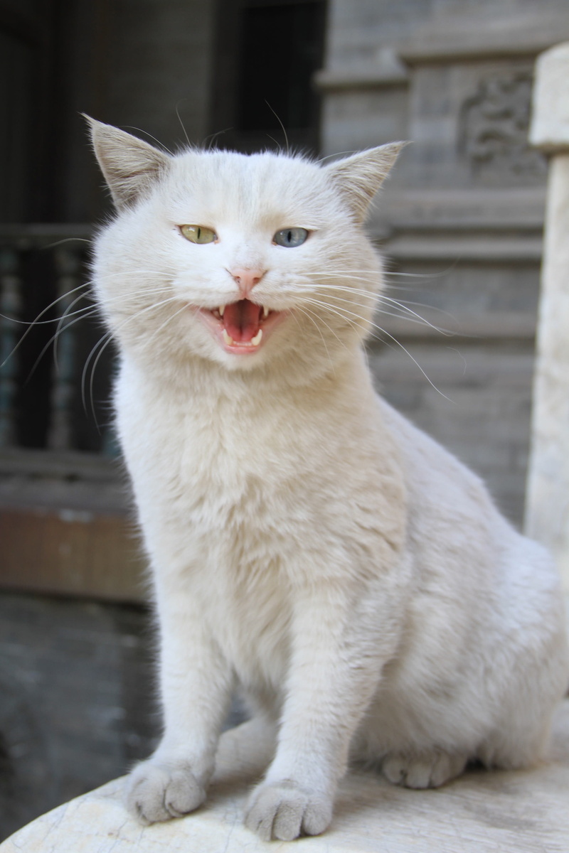 domestic Cat, focus on foreground, domestic, white, mammal, close-up, outdoors, no people, Cat, eyed, animal, feline, whisker, white color, mouth, animal themes