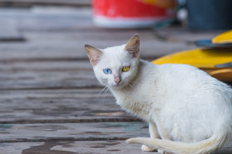 harbour, asia, 4K, domestic cat, yellow, odd, odd-eyed, white, animal eye, domestic, vietnam, domestic animals, day, one animal, whisker, mammal, special