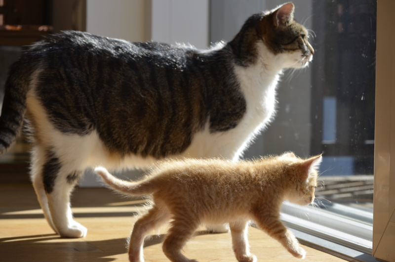 animals, big brother, animal, Friends, vertebrate, domestic cats, room, 4K, white, domestic, nature, domestic cat, orange, father and son, indoors, day