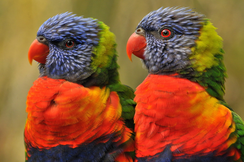 birds, green, red, 4K, couple, two, odd