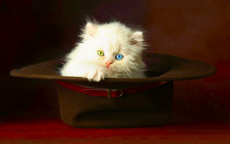 red, indoors, domestic animals, young animal, 1080P, Hat, Cat, mammal, feline, eyed, portrait, one animal, persian cat, Animal, Cute, vertebrate, animal themes