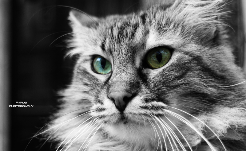whisker, eyed, one animal, portrait, no people, looking at camera, focus on foreground, feline, domestic cat, Animals, vertebrate, domestic animals, Pets