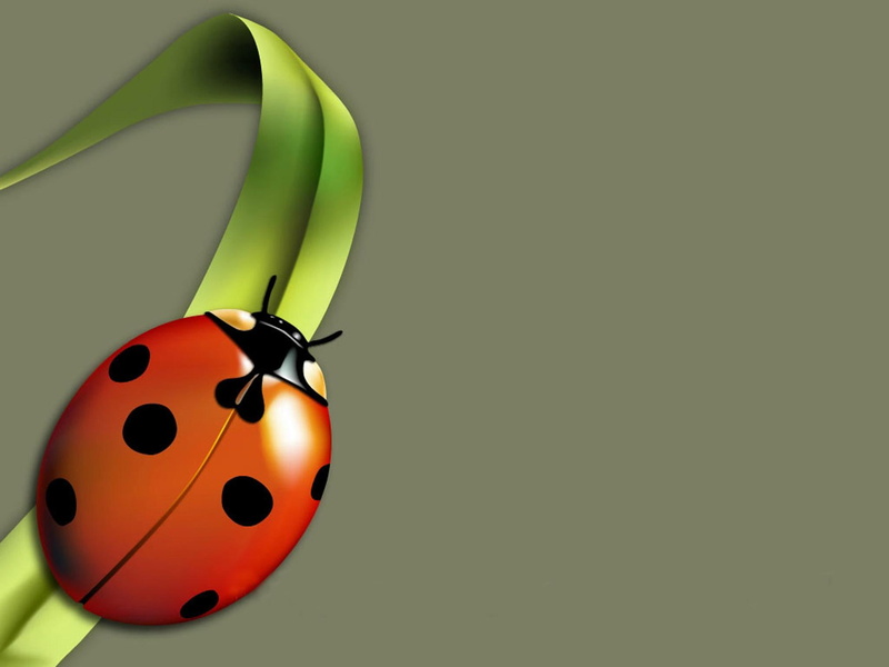 love, love bug, kool, 1080P, bug, animals