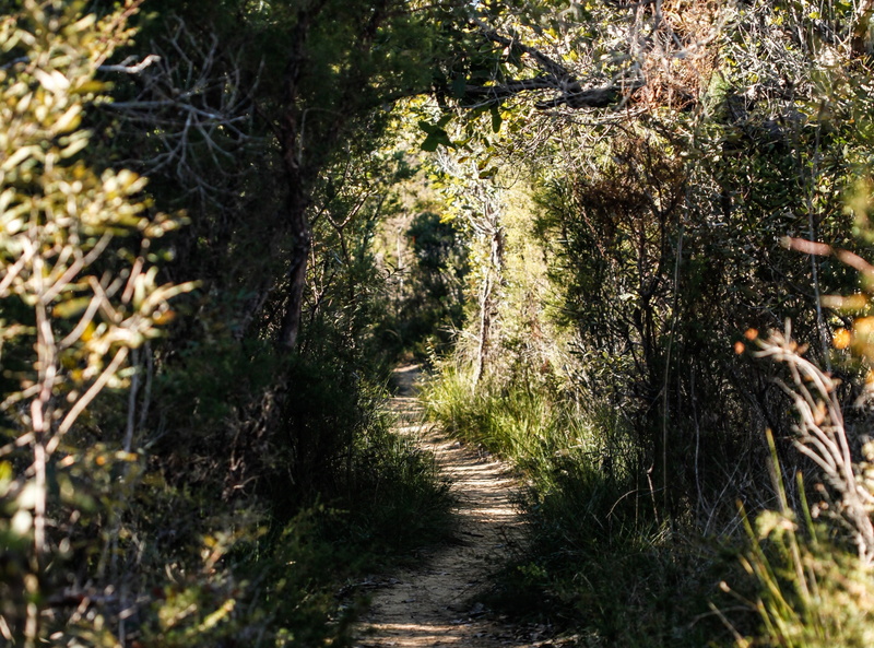 Colourful, comp, sydneybushwalk, 5dmarkii, growth, Track, 2K, bushwalking, forest, refreshing, land, tree, cropped, Flower, copyspace, Different, divine