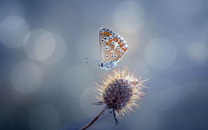 720P, flowers, insect, nature, animals, butterfly