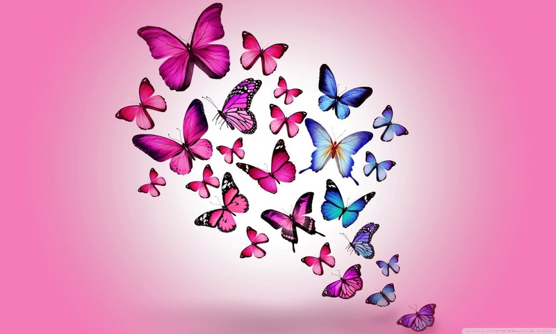 purple background, animals, pink color, insect, arrangement, no people, petal, close-up, large group of objects, flower, 720P, still life, indoors, abundance