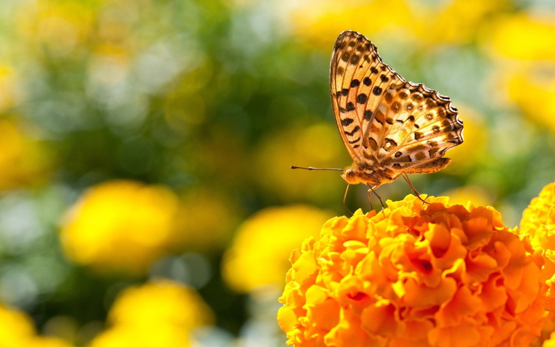 animals, flowers, marigolds, butterfly, nature, 2K, insect