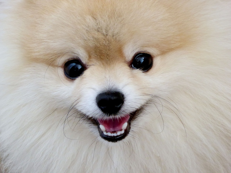 animal themes, pomeranian, dwarf spitz, close-up, animal head, animal, mouth open, adult, playful, dog, whisker, animal hair, one animal, 4K, canine, hair