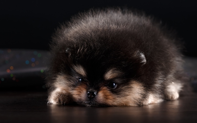 Cute, furry, dog, spitz, Download 3840x2400 Spitz, puppy backgrounds, 4K