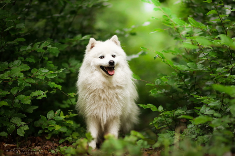 dog, nature, grass, 1080P, walk, Spitz