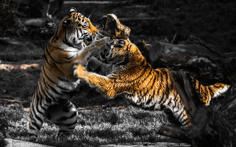 animals in the wild, two, tree, vertebrate, animals, carnivora, animal, feline, land, fighting, two animals, nature, no people, 1080P, tigers, big cat