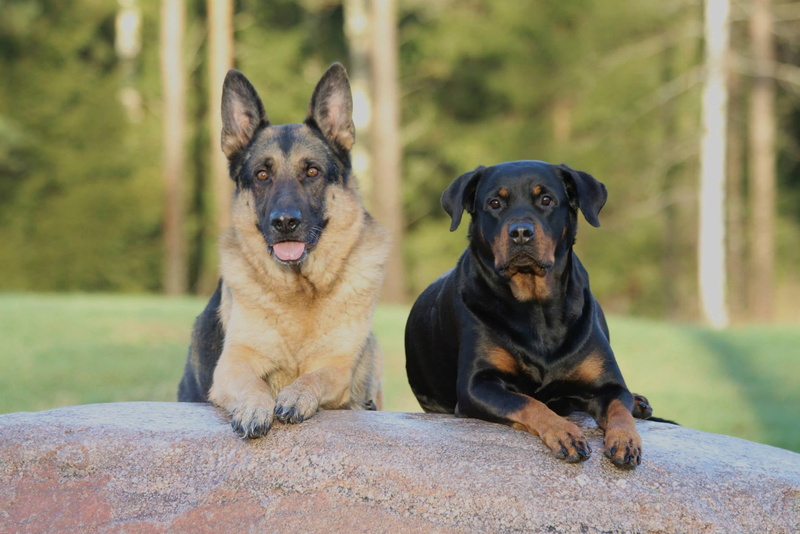 animal, adult, sitting, day, canine, purebred dog, black, german shepherd, portrait, focus on foreground, dogs, animal themes, tan, mahogany, 1080P, shepherd