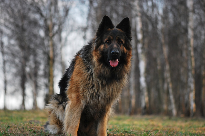 mammal, brown, 2K, nature, animal, fur, forest, grass, domestic Animals, purebred Dog, pets, outdoors, friendship, portrait, black, black Color, no People
