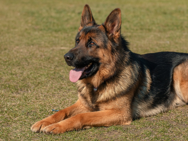 purebred dog, animal, no people, panting, facial expression, animal tongue, german shepherd, 1080P, animal themes, domestic animals, lying down, dog, adult