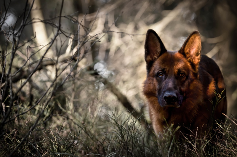 German shepherd dog, the view, german, the forest, best, shepherd, 4K, dog