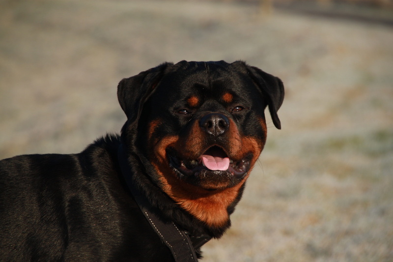 tan, fur, puppy, animal themes, pets, guard Dog, obedience, black, domestic, mouth open, brown, collar, cute, domestic Animals, friendship, looking, dog