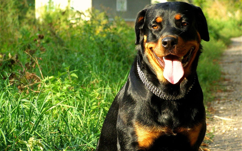 animals, 1080P, zwierzeta, czrny, rottweiler